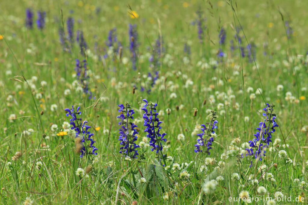 Detailansicht von Blumenwiese beim Froschberg, südlich von Blankenheimerdorf