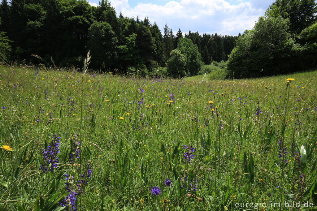 Detailansicht von Blumenwiese beim Froschberg, südlich von Blankenheimerdorf