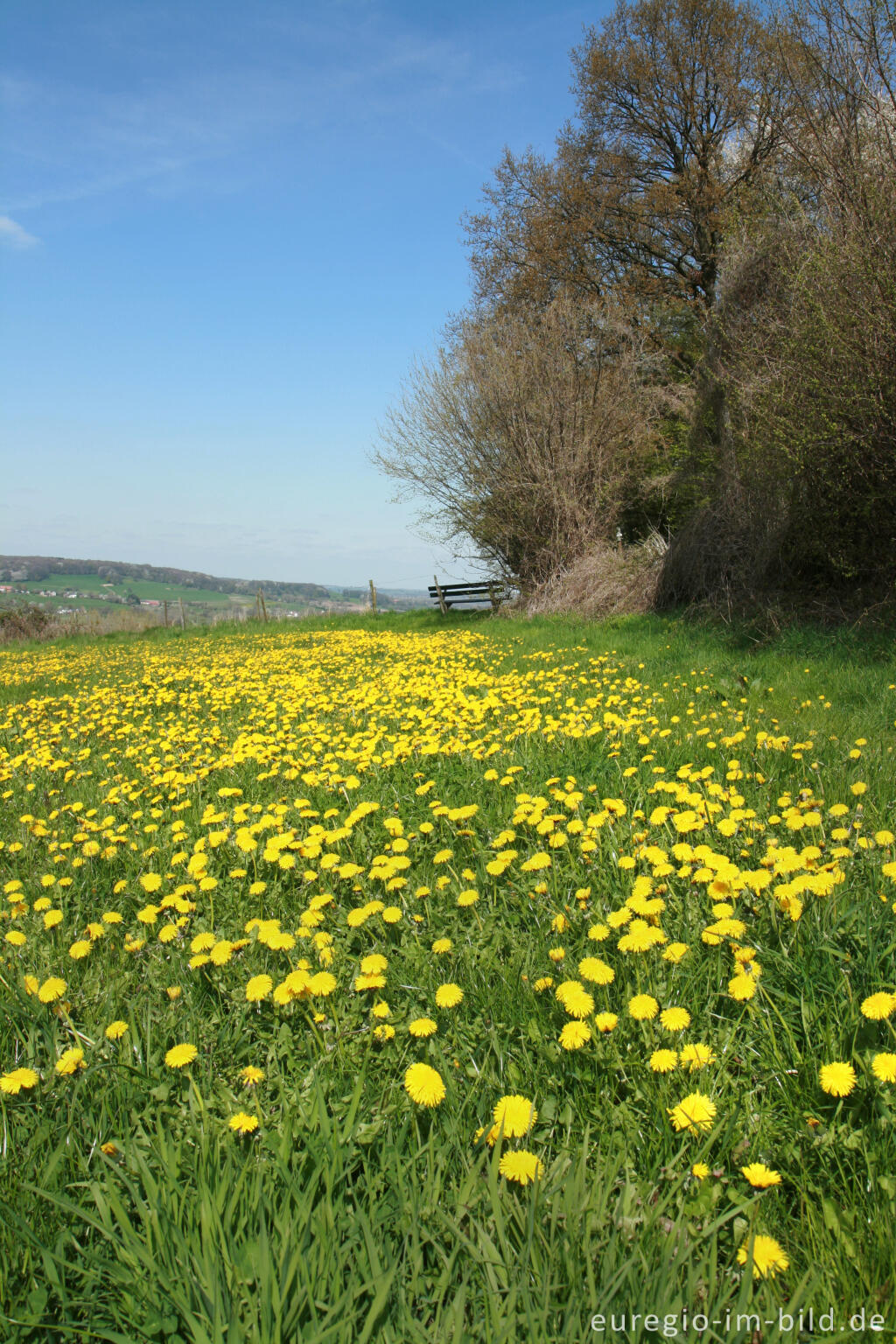 Detailansicht von Blumenwiese im Geultal bei Camerig