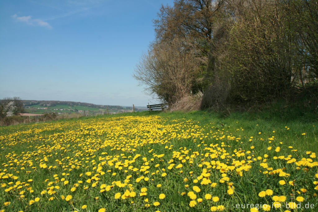 Blumenwiese im Geultal bei Camerig