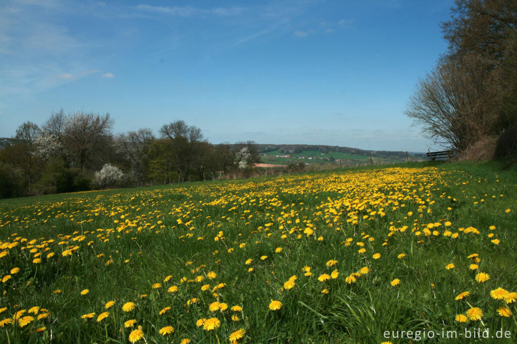 Detailansicht von Blumenwiese im Geultal bei Camerig