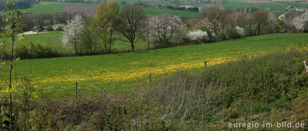 Blumenwiese im Geultal bei Camerig