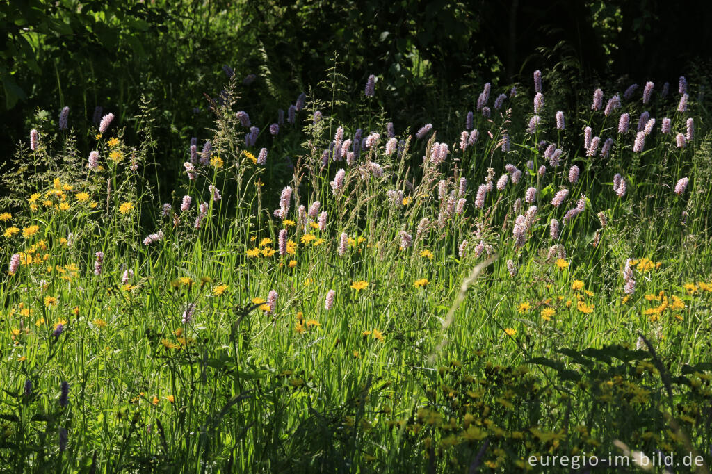 Detailansicht von Blumenwiese im Heilkräutergarten Herba Sana in Elsenborn bei Bütgenbach