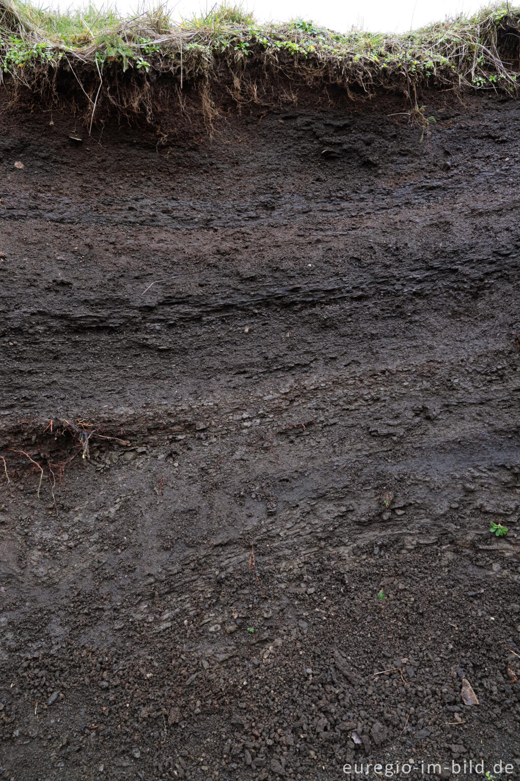 Detailansicht von Bodenprofil bei der Ziegenkäserei Vulkanhof , Vulkaneifel