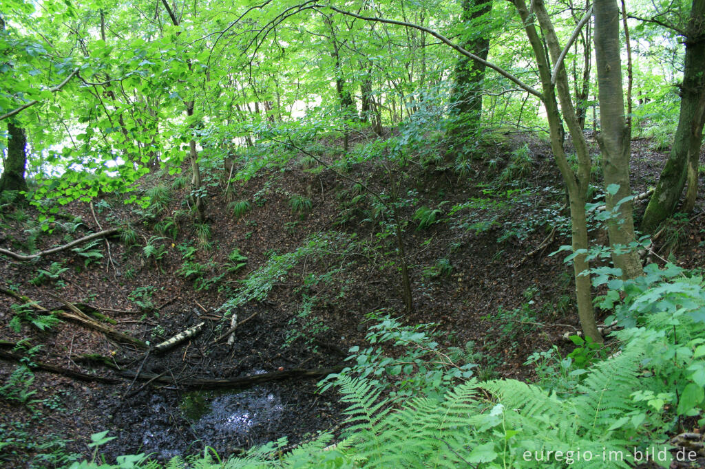 Bombentrichter im ehemaligen Militärgelände, Nationalpark Eifel