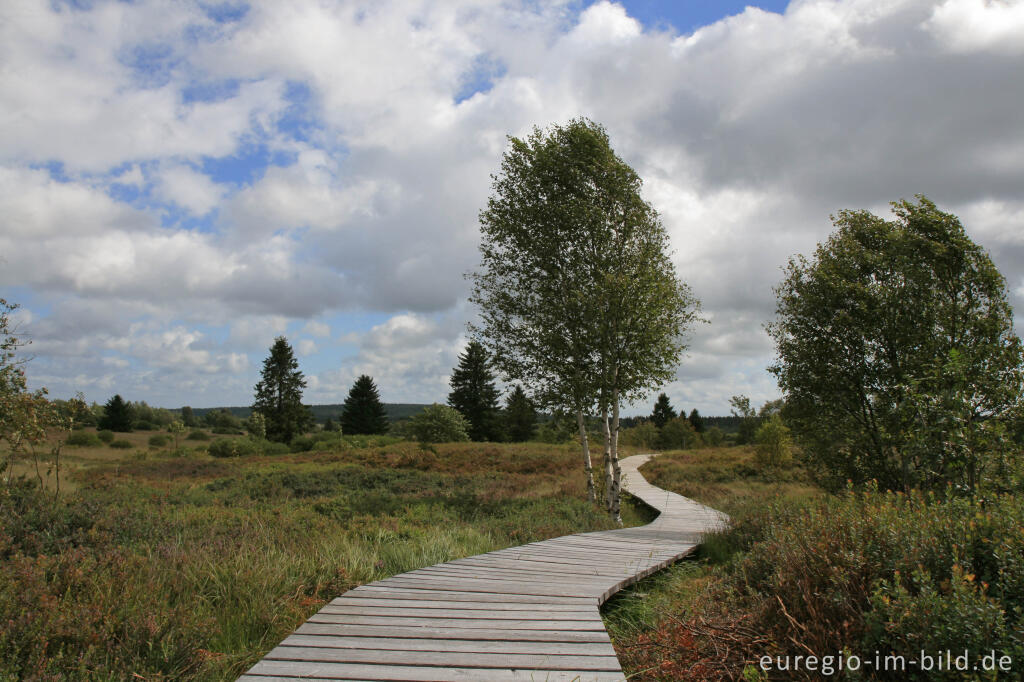 Brackvenn, Hohes Venn