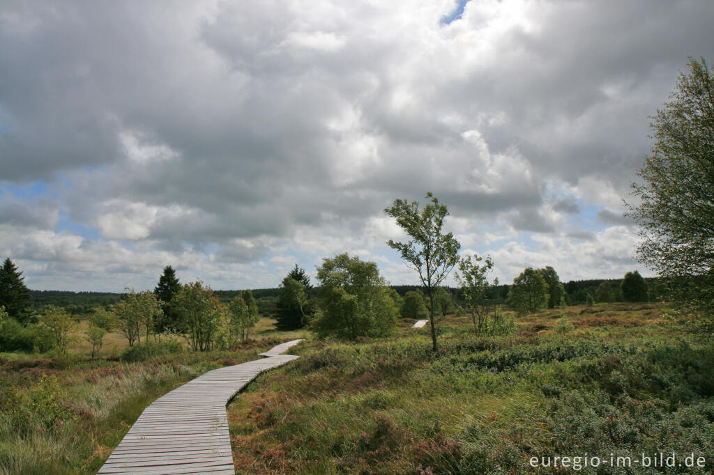 Detailansicht von Brackvenn, Hohes Venn