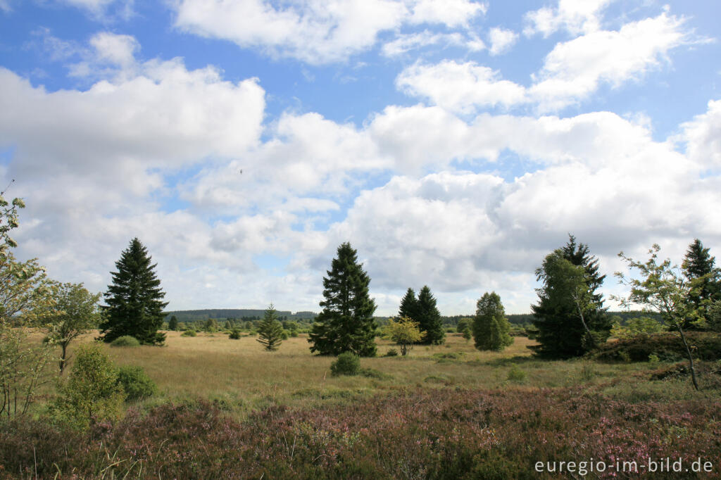 Detailansicht von Brackvenn, Hohes Venn