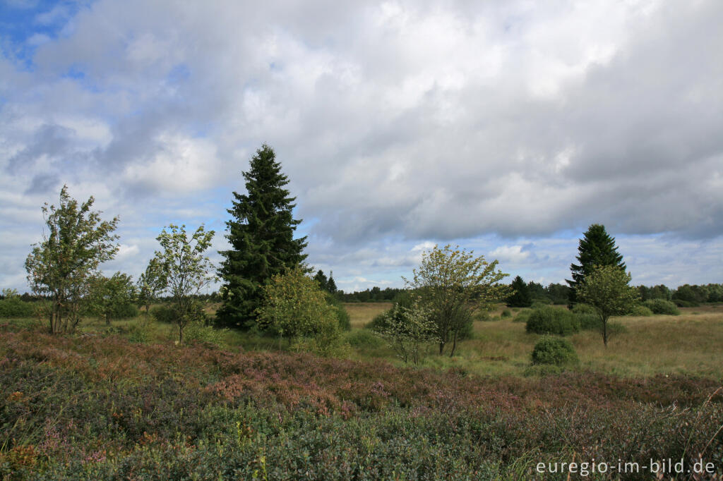 Detailansicht von Brackvenn, Hohes Venn