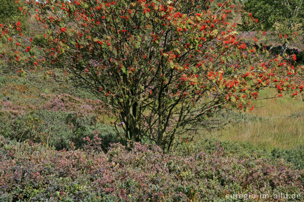 Detailansicht von Brackvenn, Hohes Venn