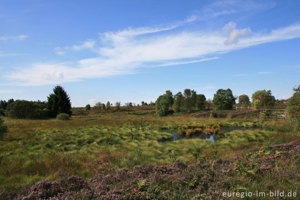 Detailansicht von Brackvenn, Hohes Venn