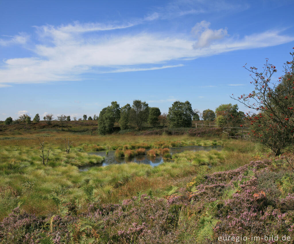 Detailansicht von Brackvenn, Hohes Venn