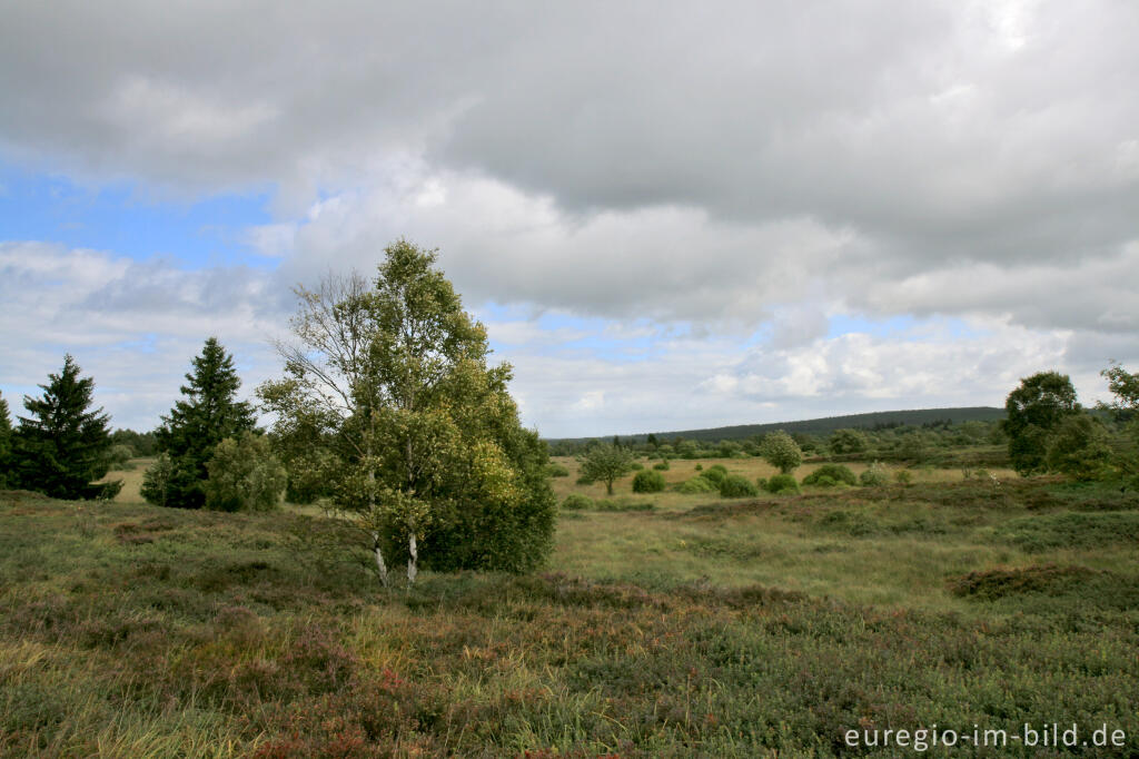 Detailansicht von Brackvenn, Hohes Venn