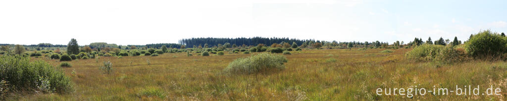 Detailansicht von Brackvenn, Hohes Venn