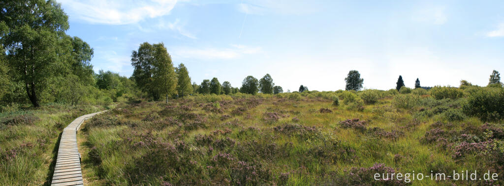 Detailansicht von Brackvenn, Hohes Venn