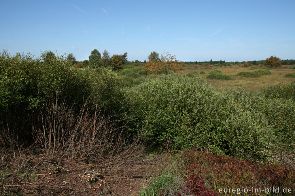 Detailansicht von Brackvenn, Hohes Venn