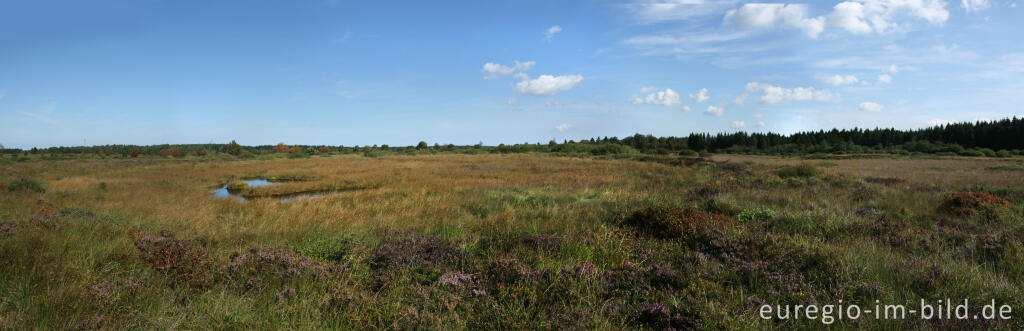 Detailansicht von Brackvenn, Hohes Venn