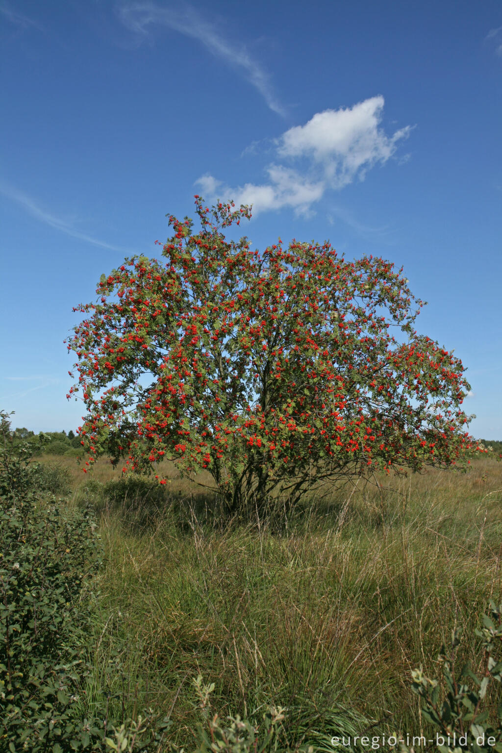 Detailansicht von Brackvenn, Hohes Venn