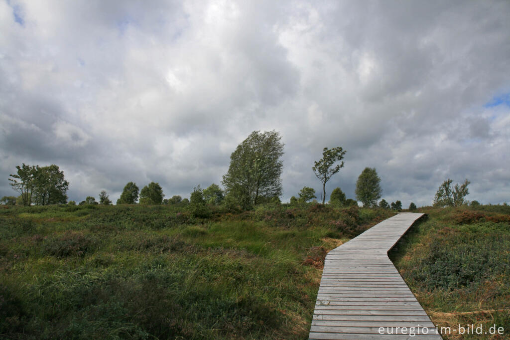 Detailansicht von Brackvenn, Hohes Venn