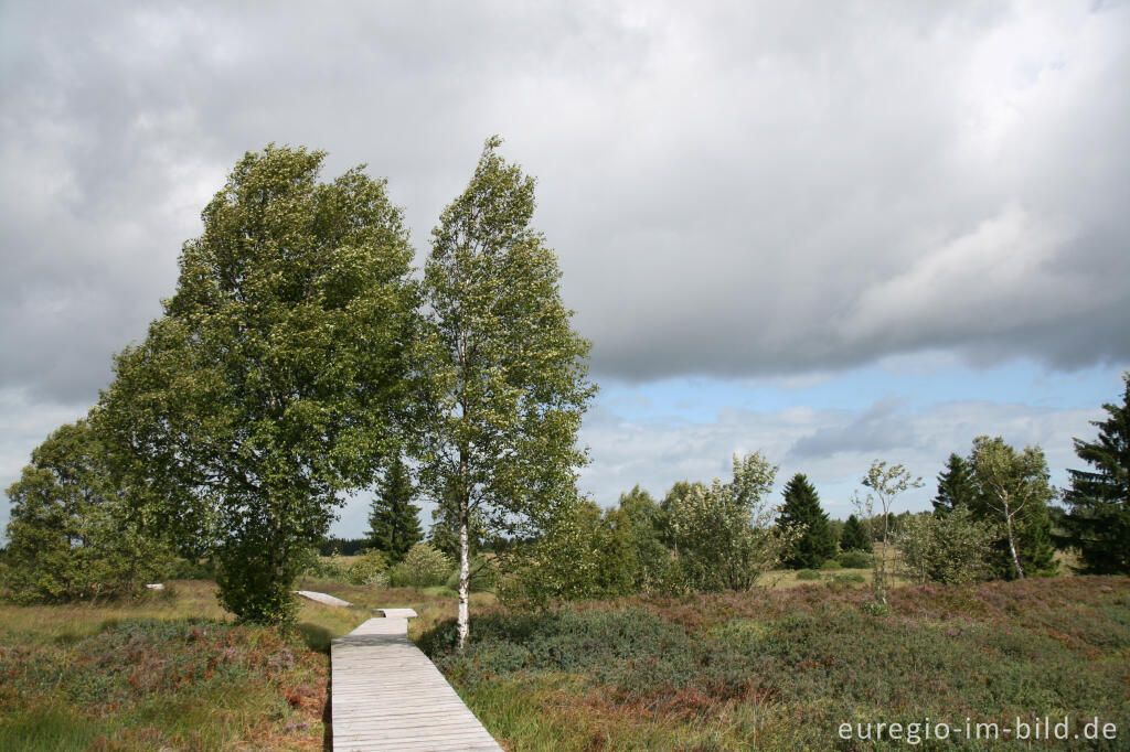 Detailansicht von Brackvenn, Hohes Venn