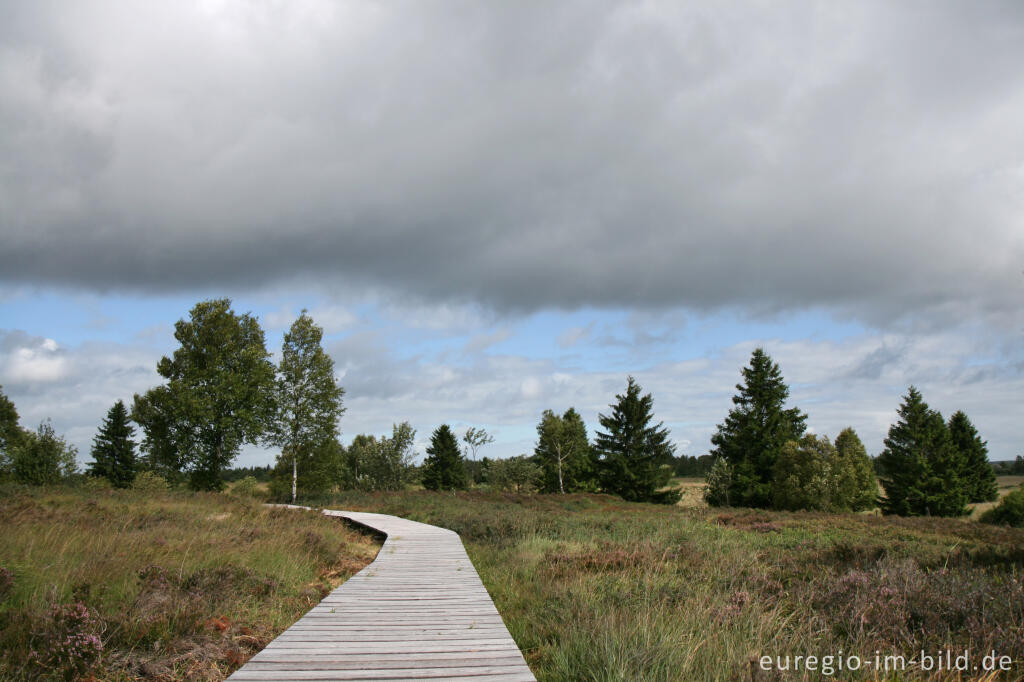 Detailansicht von Brackvenn, Hohes Venn