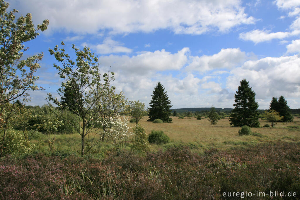 Detailansicht von Brackvenn, Hohes Venn