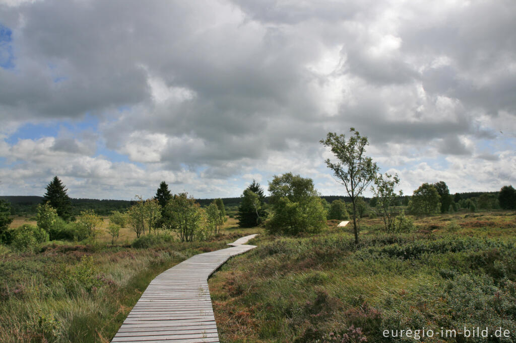 Detailansicht von Brackvenn, Hohes Venn