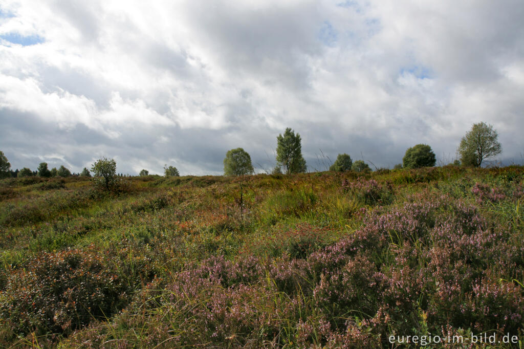 Detailansicht von Brackvenn, Hohes Venn