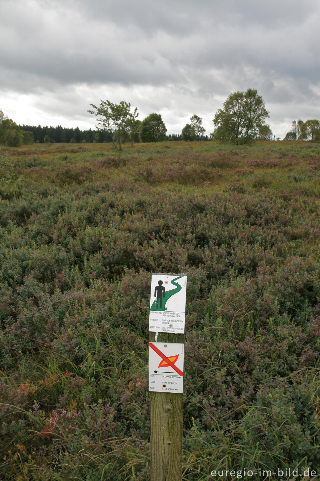 Detailansicht von Brackvenn, Hohes Venn