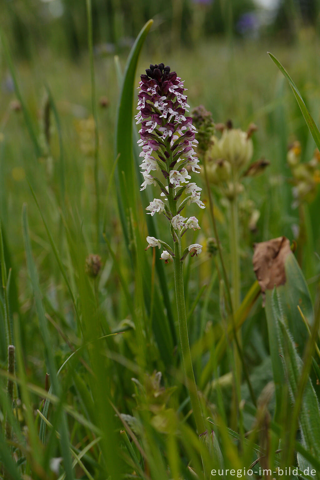 Detailansicht von Brand-Knabenkraut (Neotinea ustulata oder Orchis ustulata)