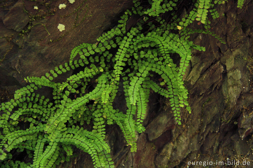 Detailansicht von Braunstieliger Streifenfarn, Asplenium trichomanes