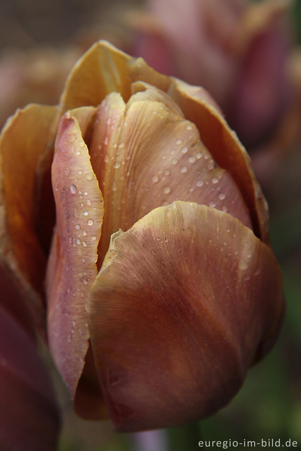 Detailansicht von Breeder Tulpe "Bronze Queen" von 1911