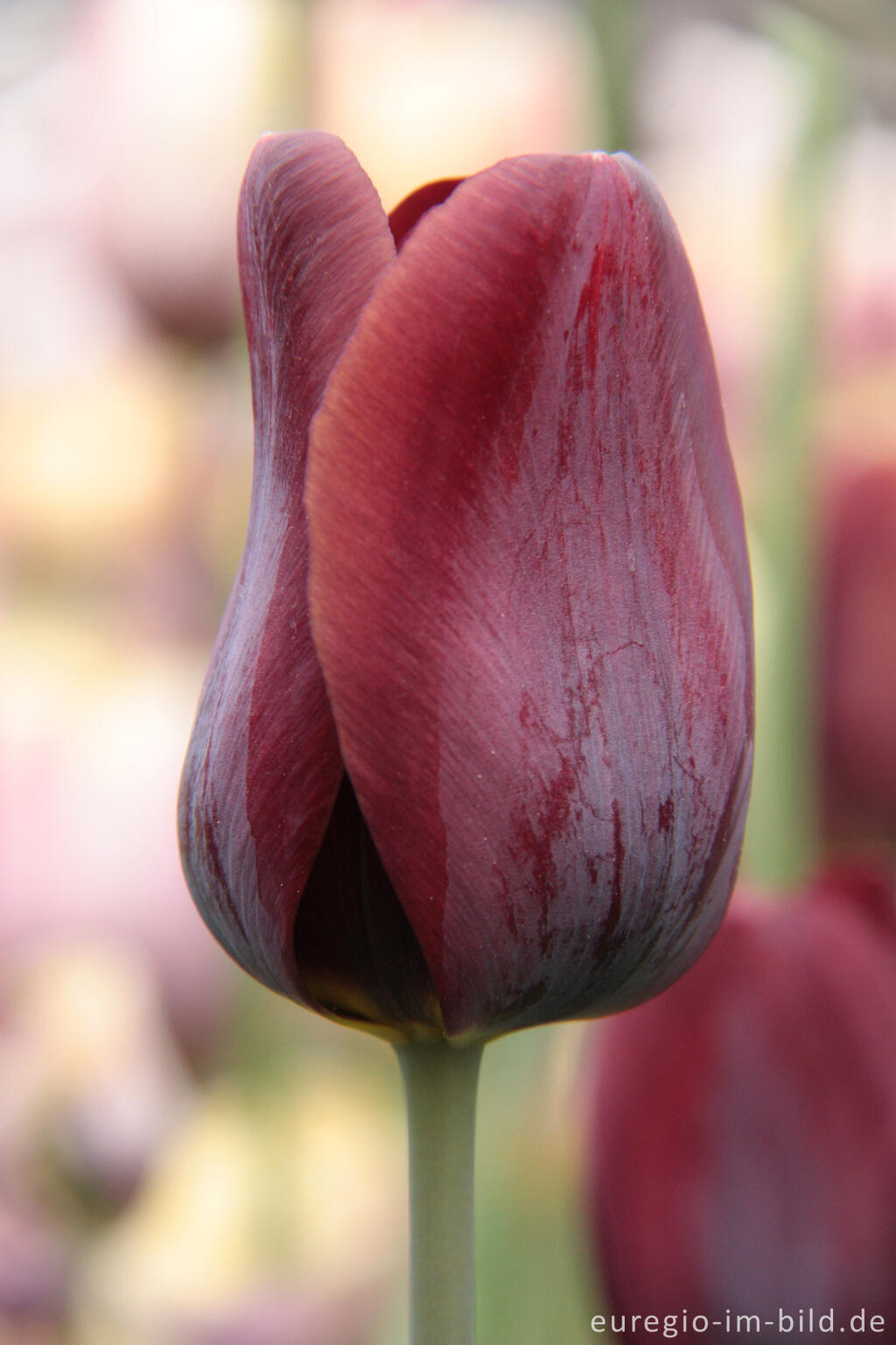 Detailansicht von  Breeder Tulpe Dom Pedro von 1911