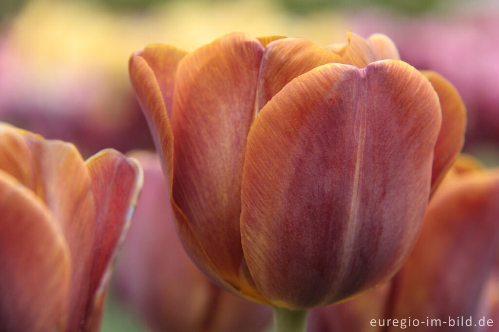 Breeder Tulpe James Wild von 1860