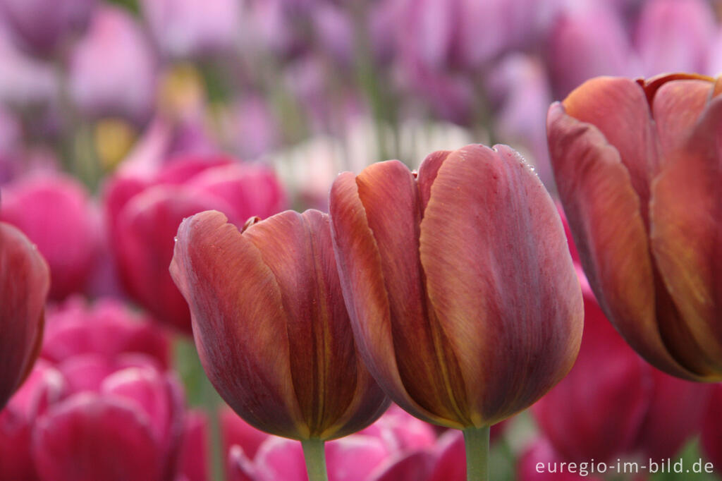 Detailansicht von  Breeder Tulpe Jules Favres von 1913