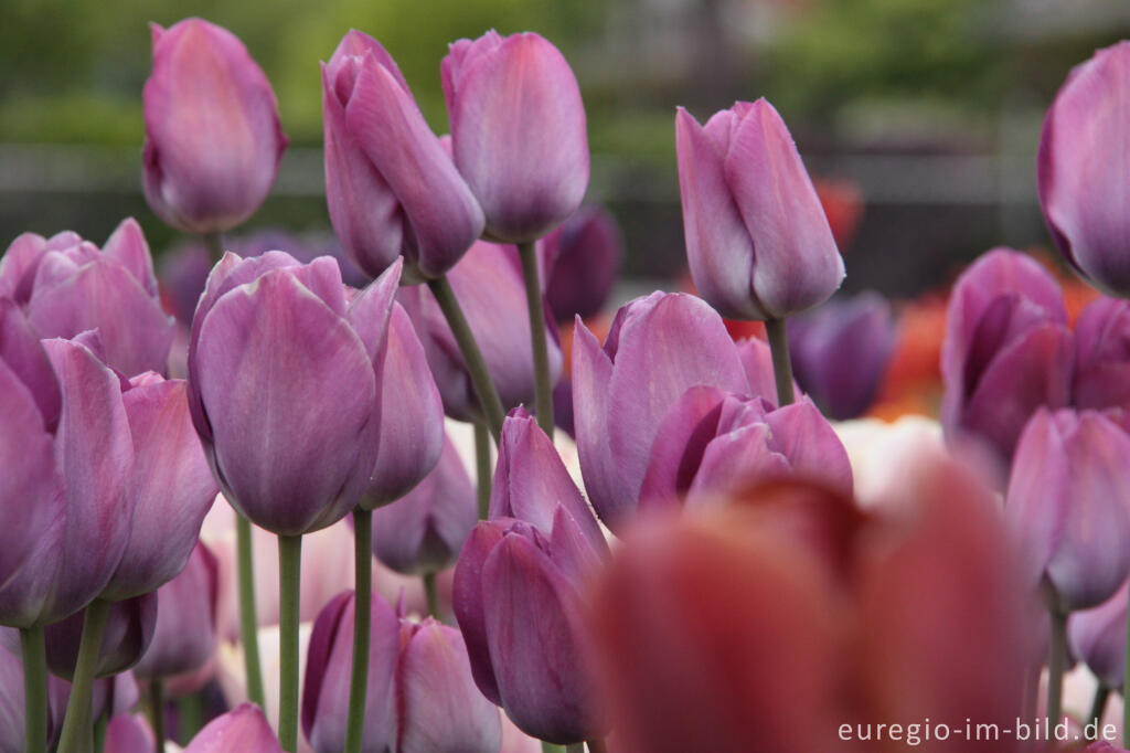 Detailansicht von Breeder Tulpe Jupiter von 1913