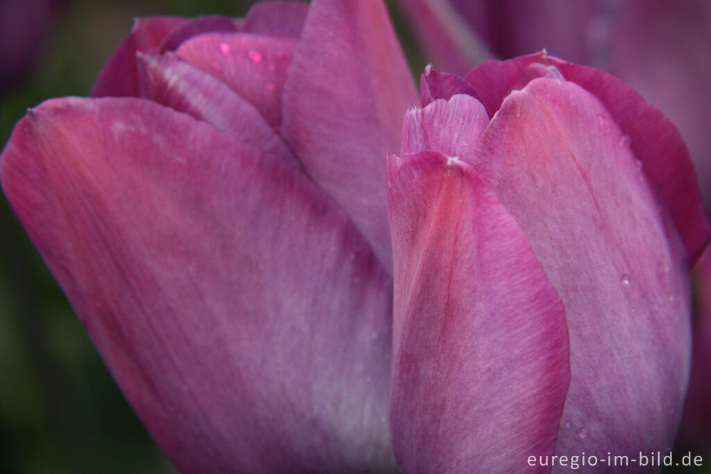 Detailansicht von Breeder Tulpe Klopstock von 1863