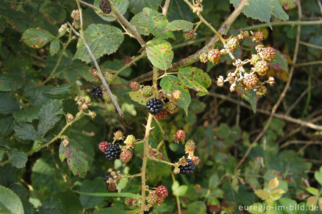 Detailansicht von Brombeeren