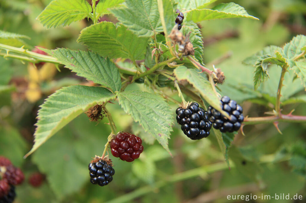 Brombeeren