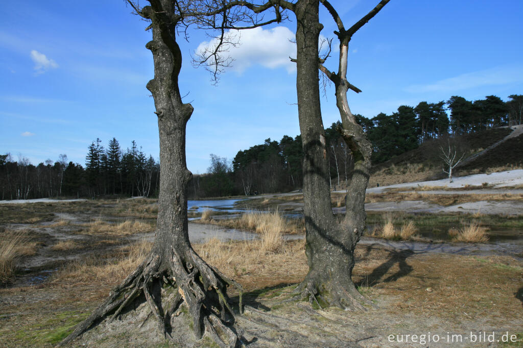 Detailansicht von Brunssumer Heide, Qellgebiet des Rode Beek