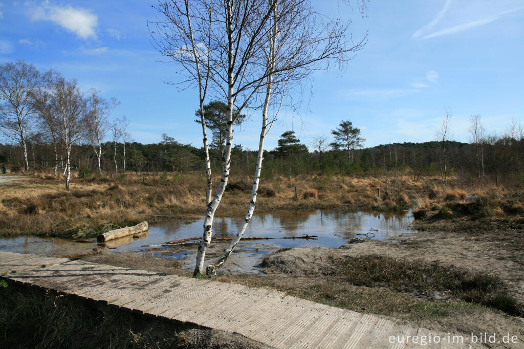 Detailansicht von Brunssumer Heide, Quellgebiet des Rode Beek