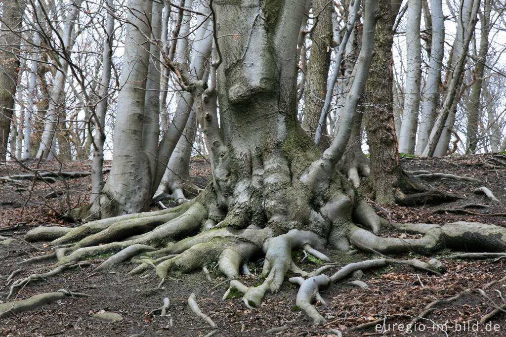 Detailansicht von Buche, Fagus, im südlichen Wurmtal