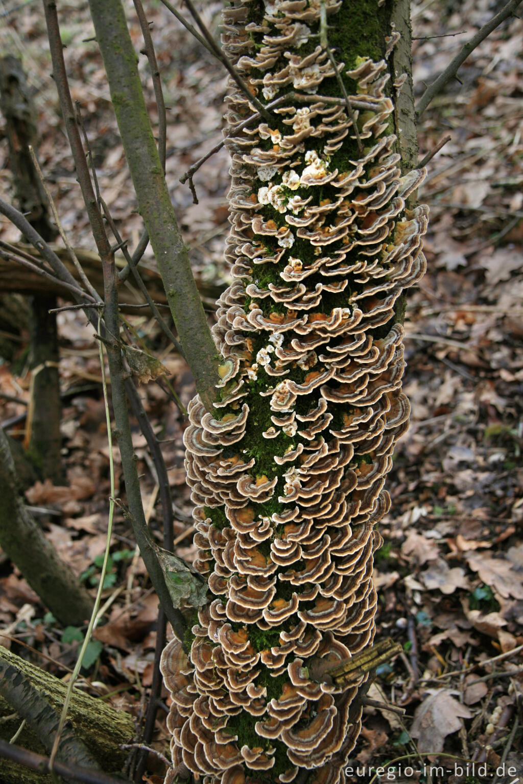 Detailansicht von Buchen-Aderzähling, Plicatura crispa