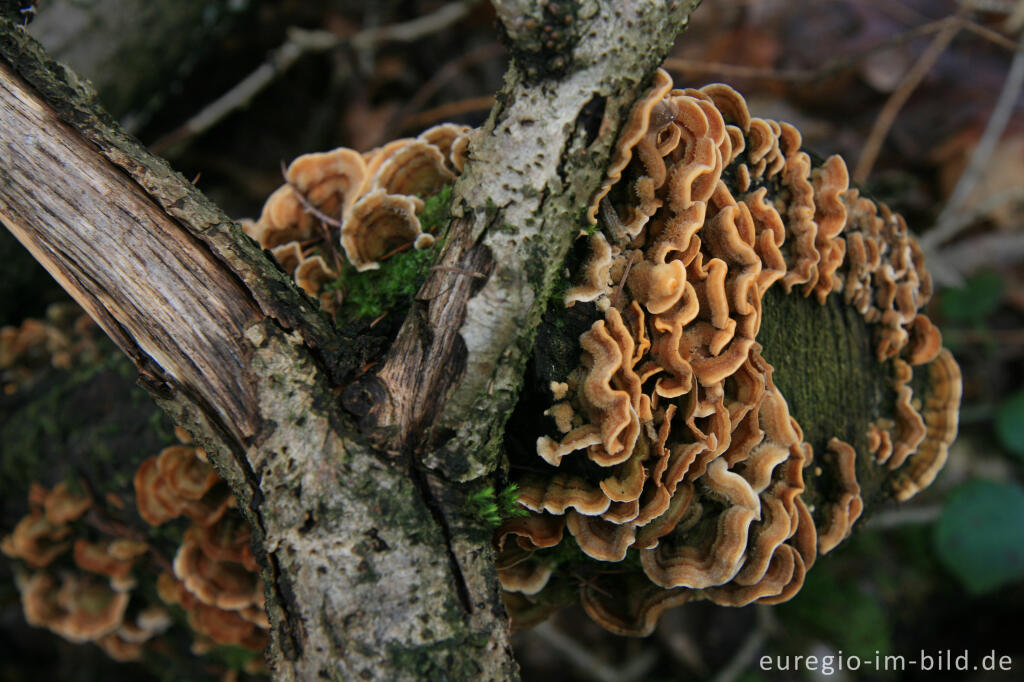 Detailansicht von Buchen-Aderzähling, Plicatura crispa