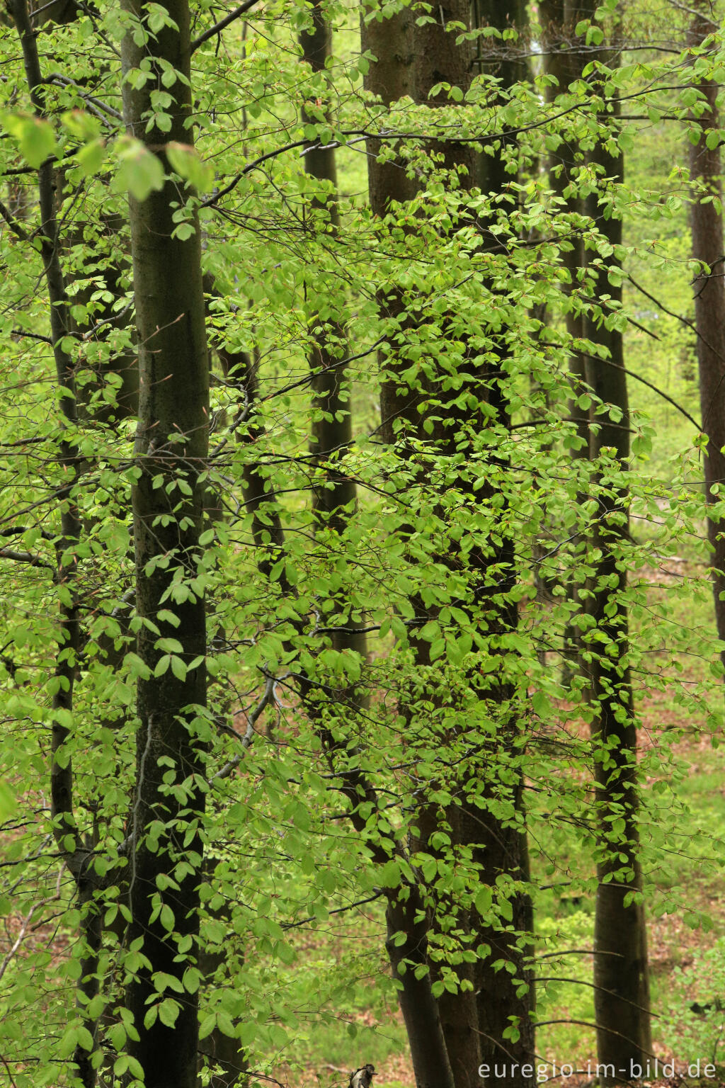 Detailansicht von Buchen auf dem Ferschweiler Plateau