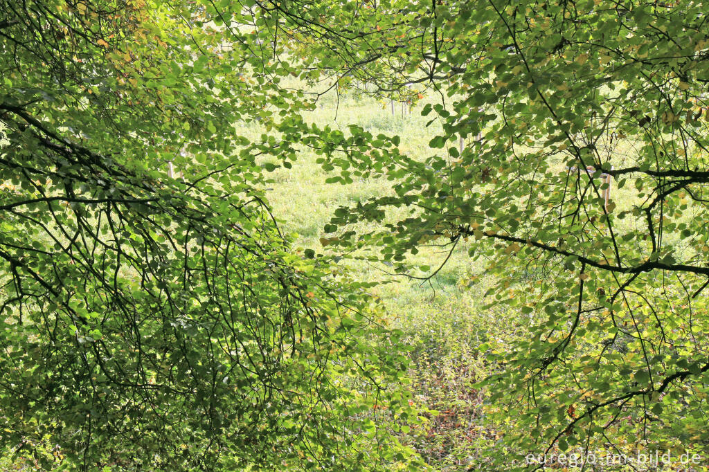 Detailansicht von Buchen im Wurmtal bei Herzogenrath-Straß