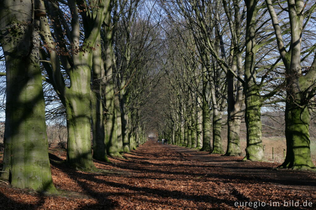 Detailansicht von Buchenallee beim Kasteel Neubourg