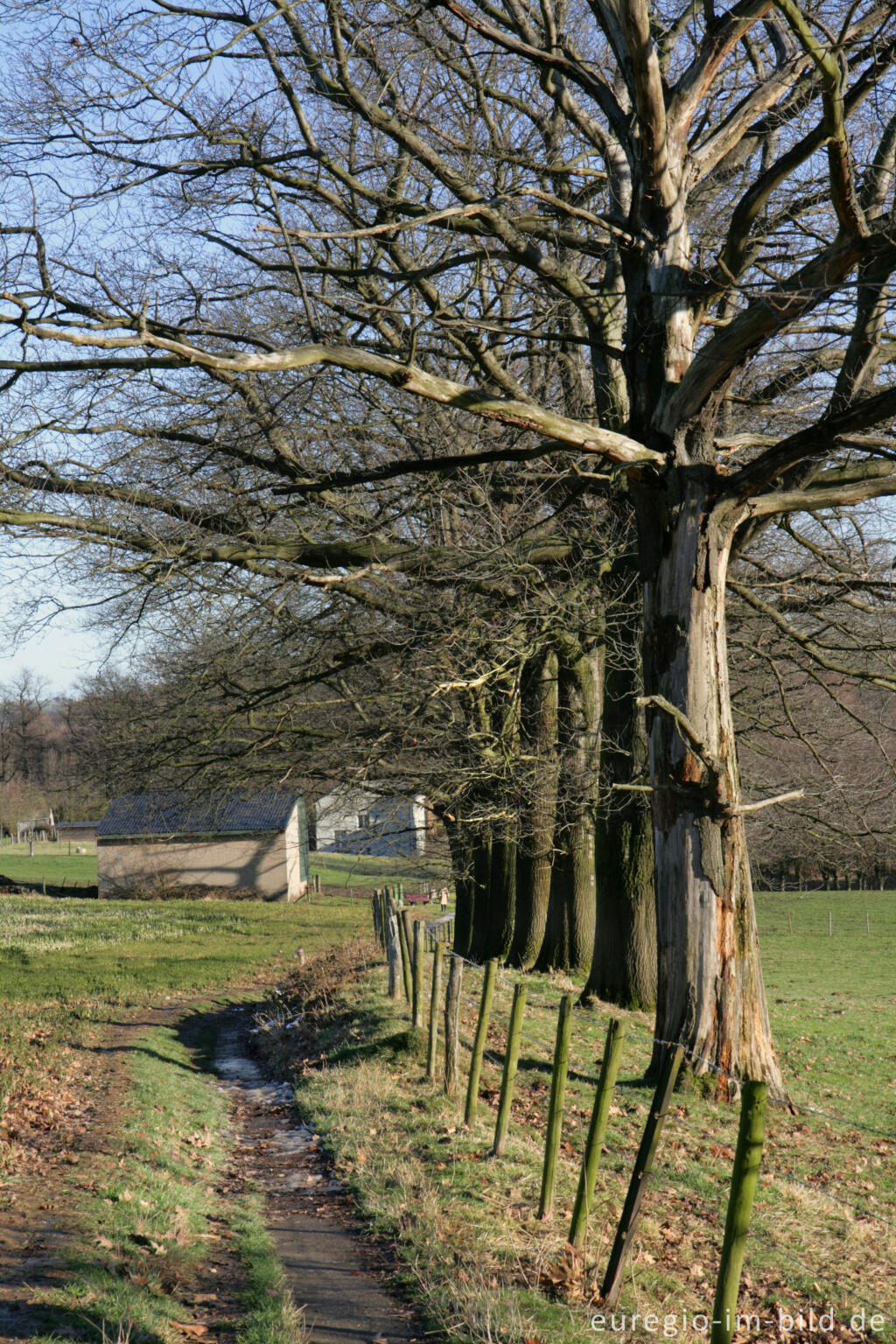 Detailansicht von Buchenallee beim Kasteel Neubourg