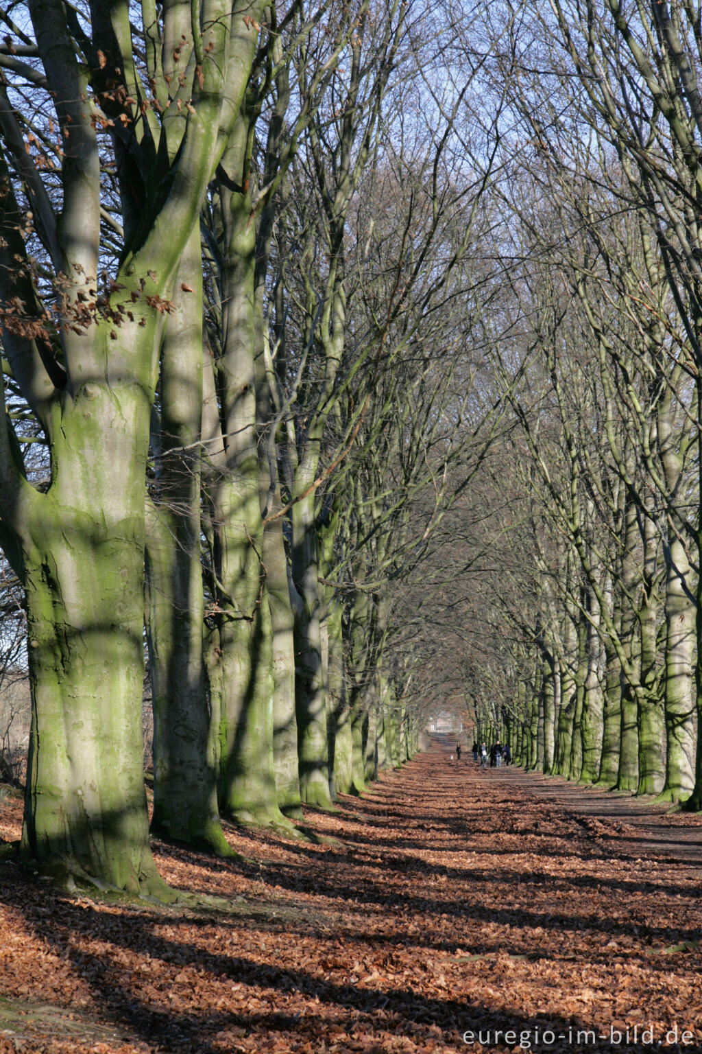 Detailansicht von Buchenallee beim Kasteel Neubourg