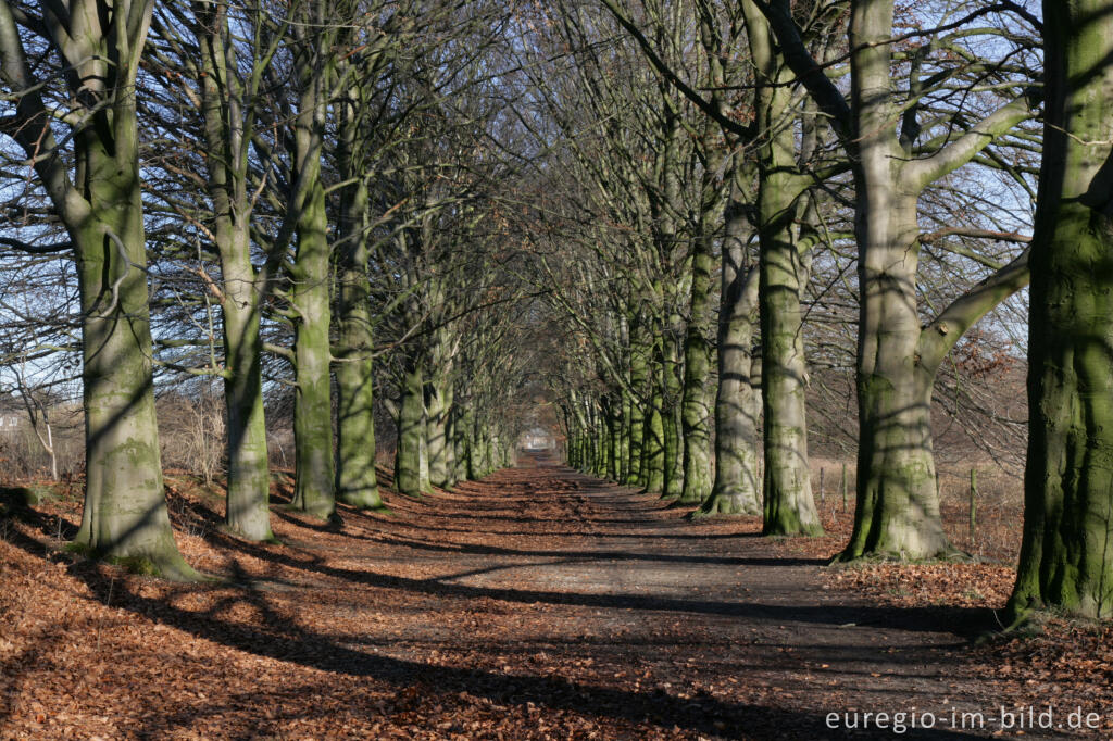 Detailansicht von Buchenallee beim Kasteel Neubourg, Niederlande